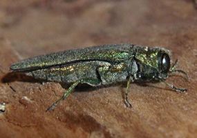 Invasive Pests May Pose Threats to Your State Image